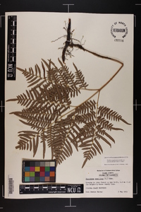 Pteridium aquilinum subsp. pseudocaudatum image