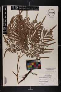 Pteridium aquilinum subsp. pseudocaudatum image