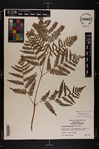 Pteridium aquilinum subsp. pseudocaudatum image