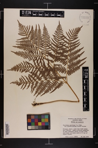 Pteridium aquilinum subsp. pseudocaudatum image