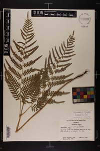 Pteridium aquilinum subsp. pseudocaudatum image