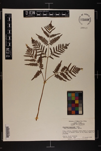 Pteridium aquilinum subsp. pseudocaudatum image