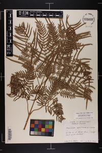 Pteridium aquilinum subsp. pseudocaudatum image