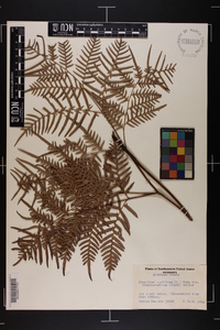 Pteridium aquilinum subsp. pseudocaudatum image