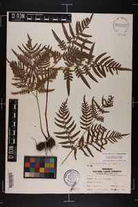 Pteridium aquilinum subsp. pseudocaudatum image