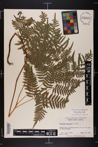 Pteridium aquilinum subsp. pseudocaudatum image