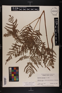 Pteridium aquilinum subsp. pseudocaudatum image