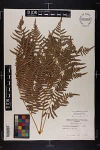 Pteridium aquilinum subsp. pseudocaudatum image