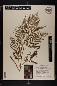 Pteridium aquilinum subsp. pseudocaudatum image