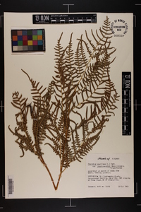 Pteridium aquilinum subsp. pseudocaudatum image