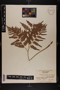 Pteridium aquilinum subsp. pseudocaudatum image