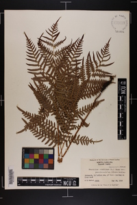 Pteridium aquilinum subsp. pseudocaudatum image