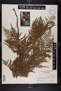 Pteridium aquilinum subsp. pseudocaudatum image