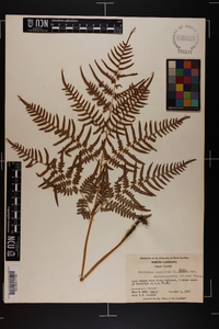 Pteridium aquilinum subsp. pseudocaudatum image