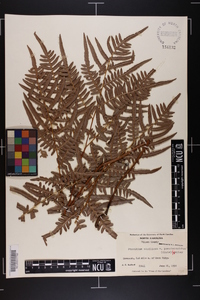 Pteridium aquilinum subsp. pseudocaudatum image