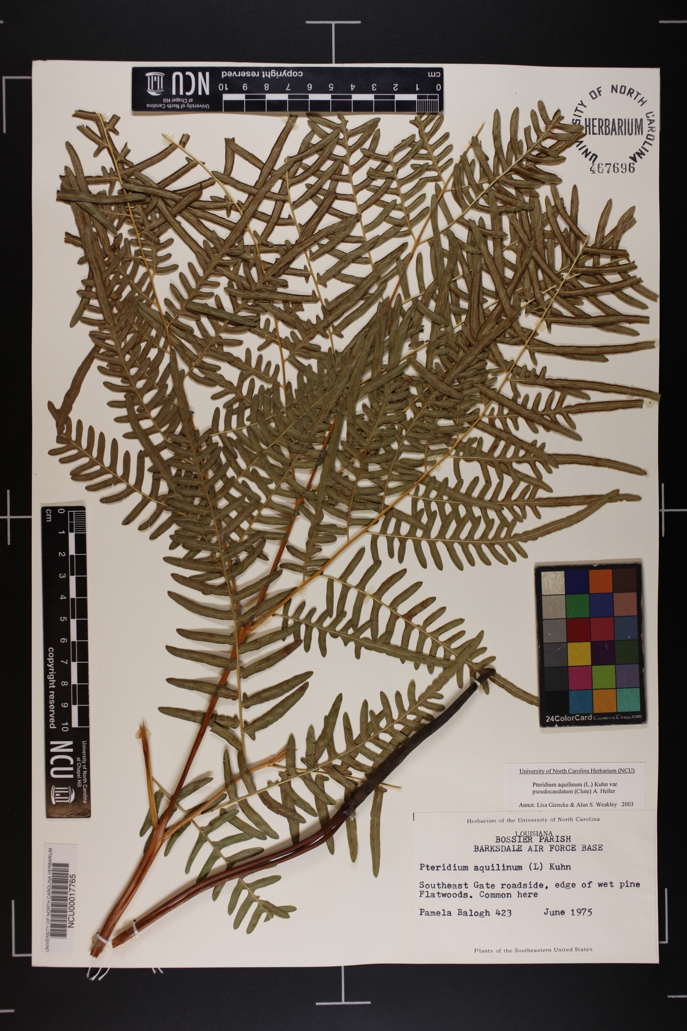 Pteridium aquilinum subsp. pseudocaudatum image