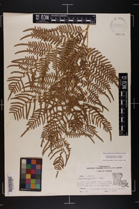 Pteridium aquilinum subsp. pseudocaudatum image