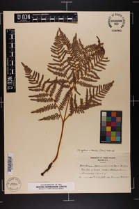 Pteridium aquilinum var. latiusculum image