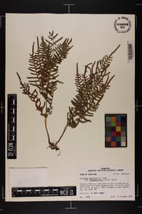 Pteridium aquilinum subsp. pseudocaudatum image