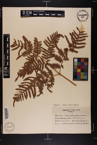 Pteridium aquilinum var. latiusculum image