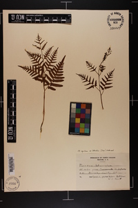 Pteridium aquilinum var. latiusculum image