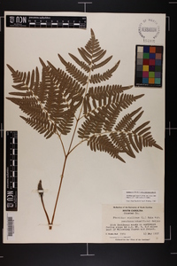 Pteridium aquilinum var. latiusculum image