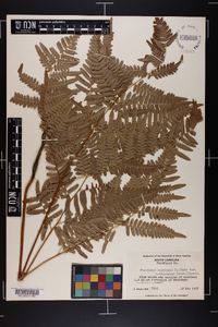 Pteridium aquilinum var. latiusculum image