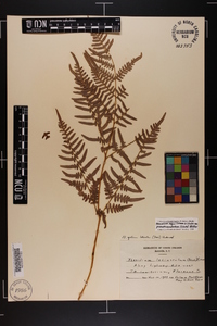 Pteridium aquilinum subsp. pseudocaudatum image