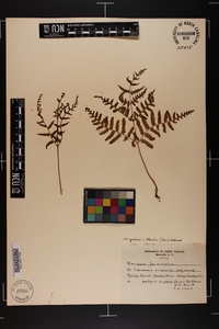 Pteridium aquilinum var. latiusculum image