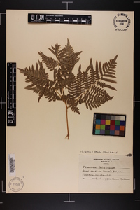 Pteridium aquilinum var. latiusculum image