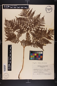 Pteridium aquilinum var. latiusculum image