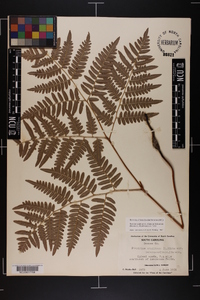 Pteridium aquilinum var. latiusculum image