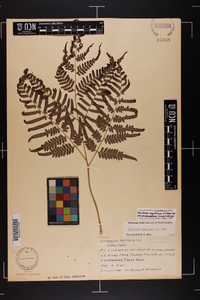 Pteridium aquilinum subsp. pseudocaudatum image