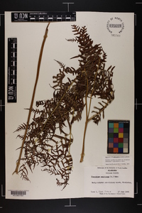 Pteridium aquilinum var. latiusculum image