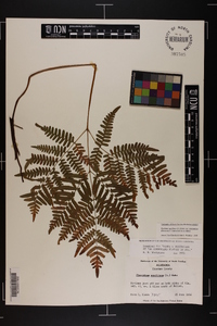Pteridium aquilinum var. latiusculum image