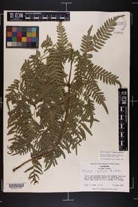 Pteridium aquilinum var. latiusculum image