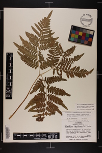 Pteridium aquilinum var. latiusculum image