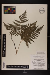 Pteridium aquilinum var. latiusculum image