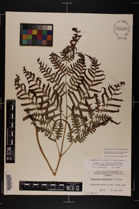 Pteridium aquilinum var. latiusculum image