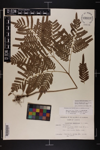 Pteridium aquilinum var. latiusculum image