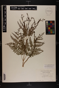 Pteridium aquilinum var. latiusculum image