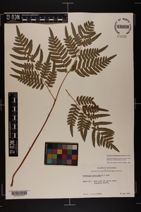 Pteridium aquilinum var. latiusculum image