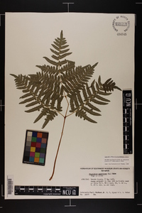 Pteridium aquilinum var. latiusculum image