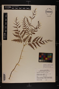 Pteridium aquilinum var. latiusculum image