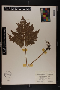 Pteridium aquilinum var. latiusculum image