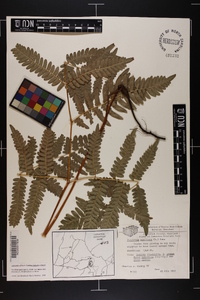 Pteridium aquilinum var. latiusculum image