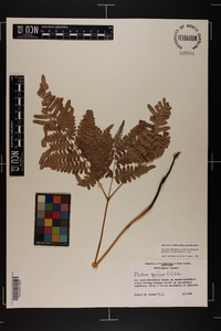 Pteridium aquilinum var. latiusculum image