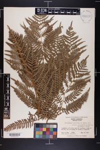 Pteridium aquilinum subsp. pseudocaudatum image