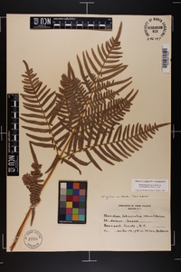 Pteridium aquilinum subsp. pseudocaudatum image