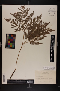 Pteridium aquilinum subsp. pseudocaudatum image